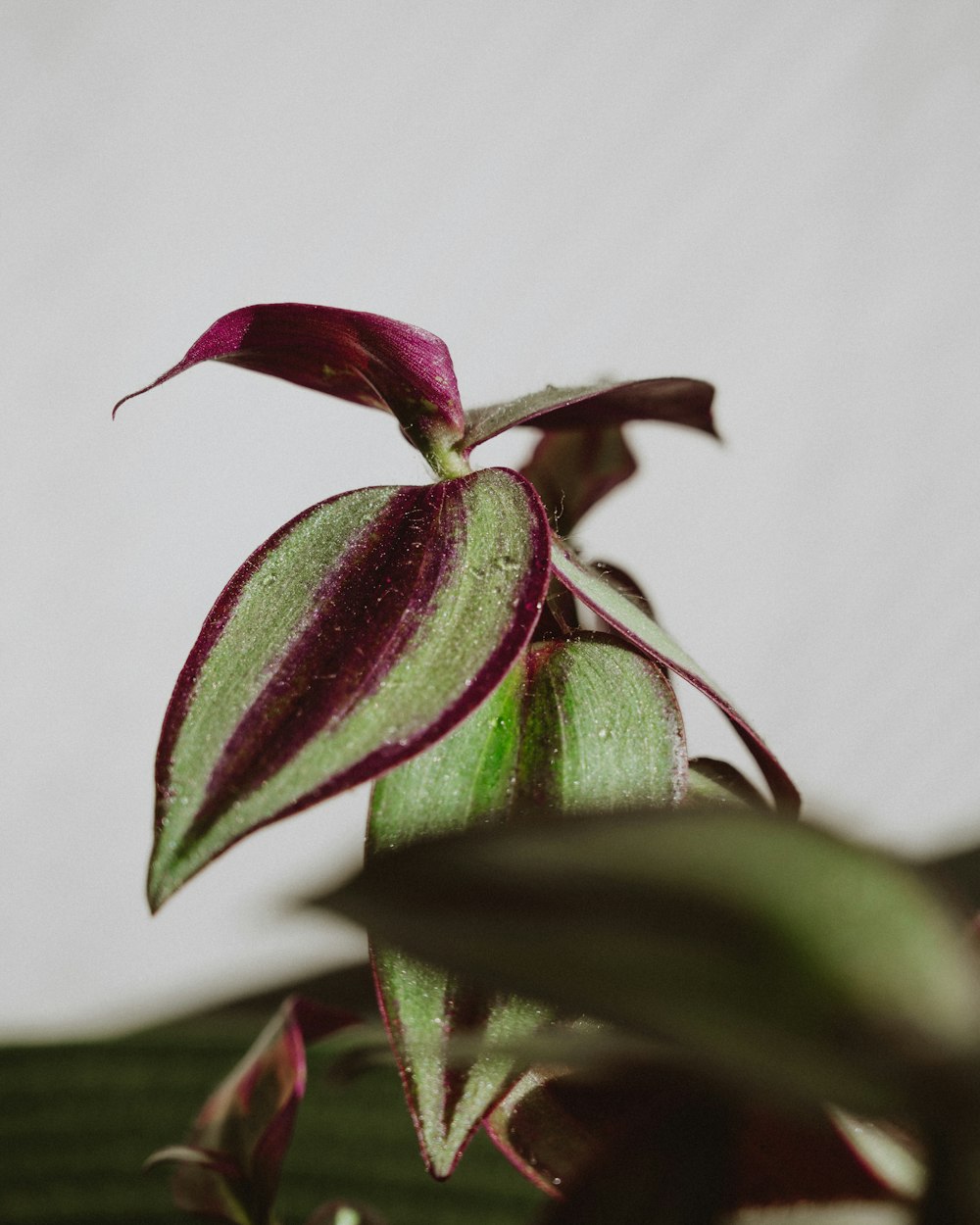 a close up of a purple and green plant