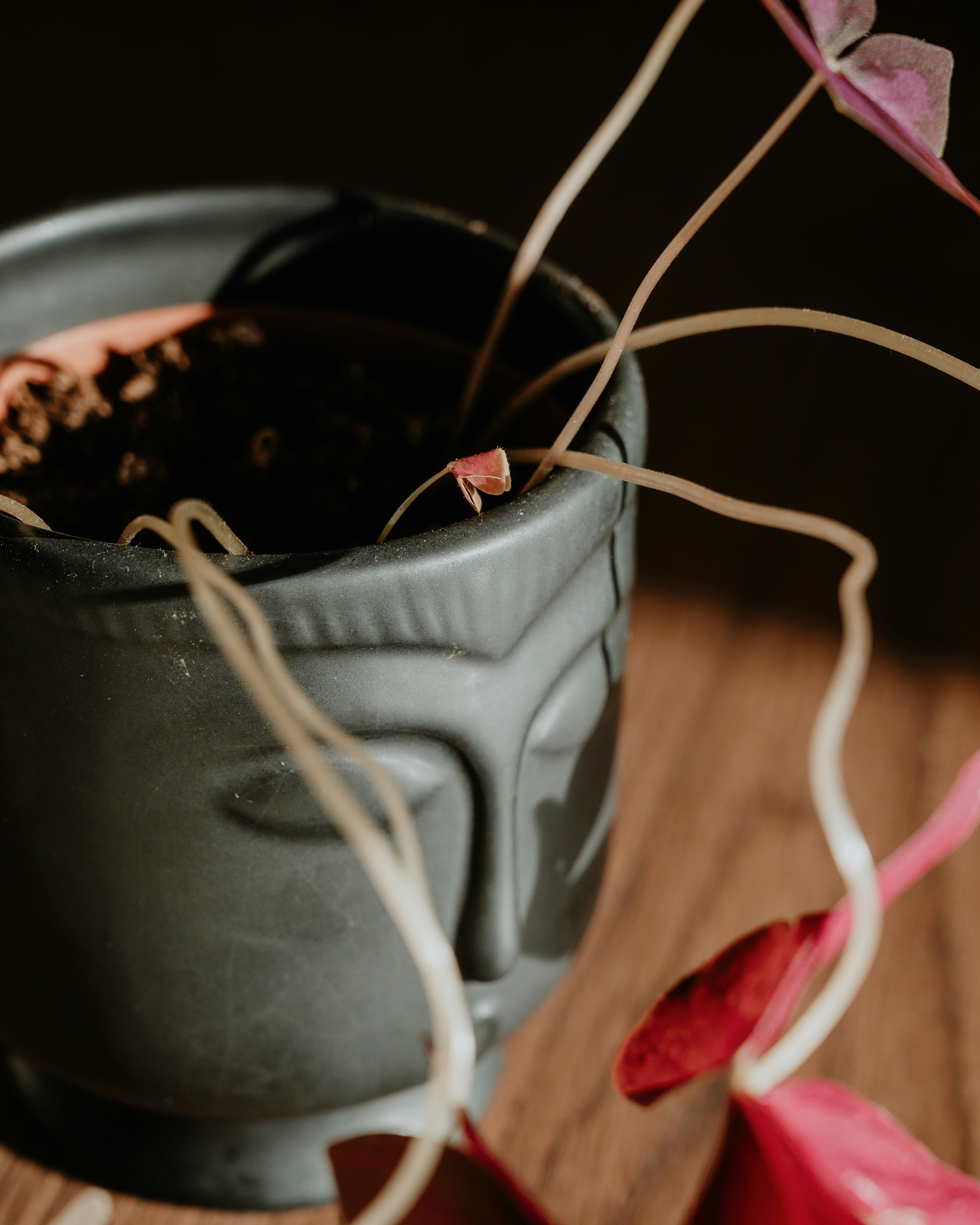 Photo by virginiaphotostories