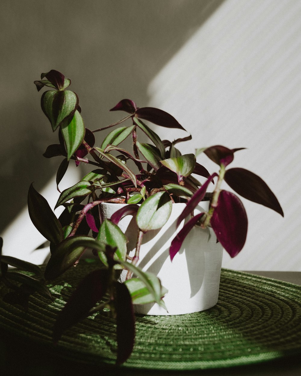 a potted plant sitting on top of a green mat