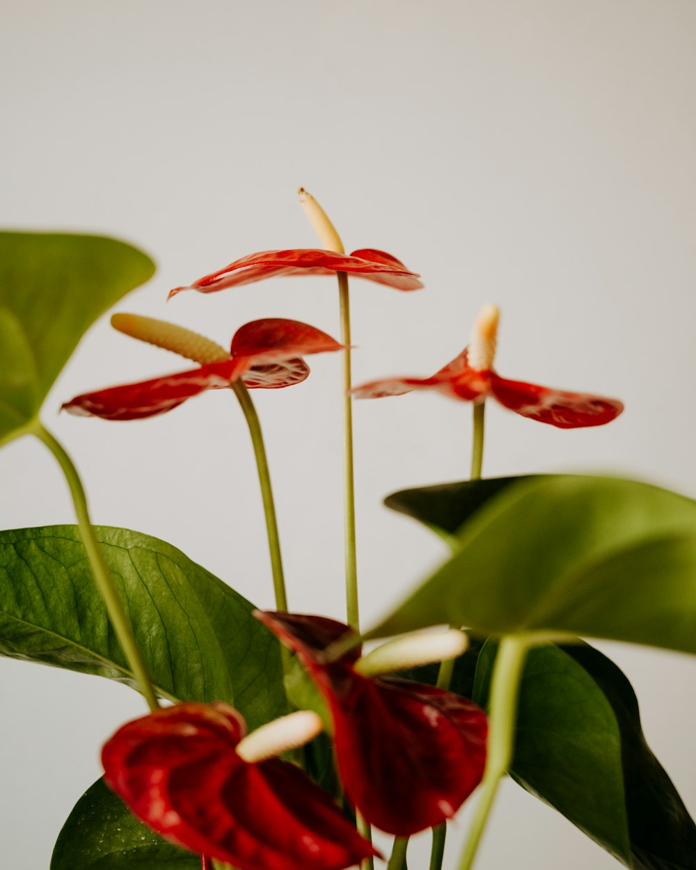 a close up of a plant with red flowers