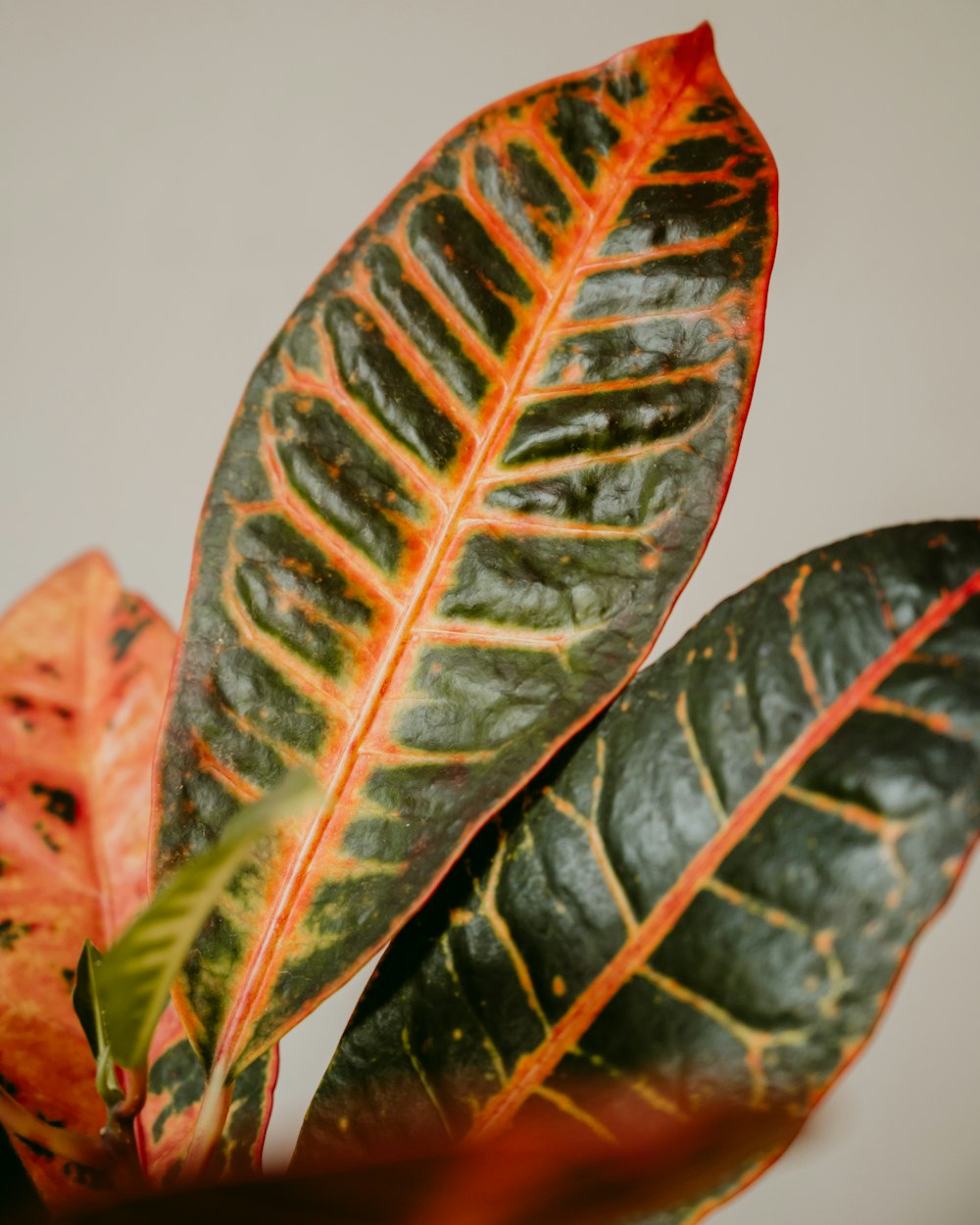 a close up of a leaf on a plant