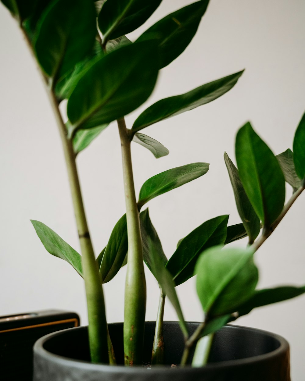 a potted plant with green leaves in it