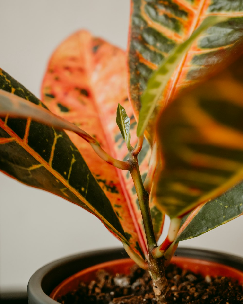 a close up of a plant in a pot