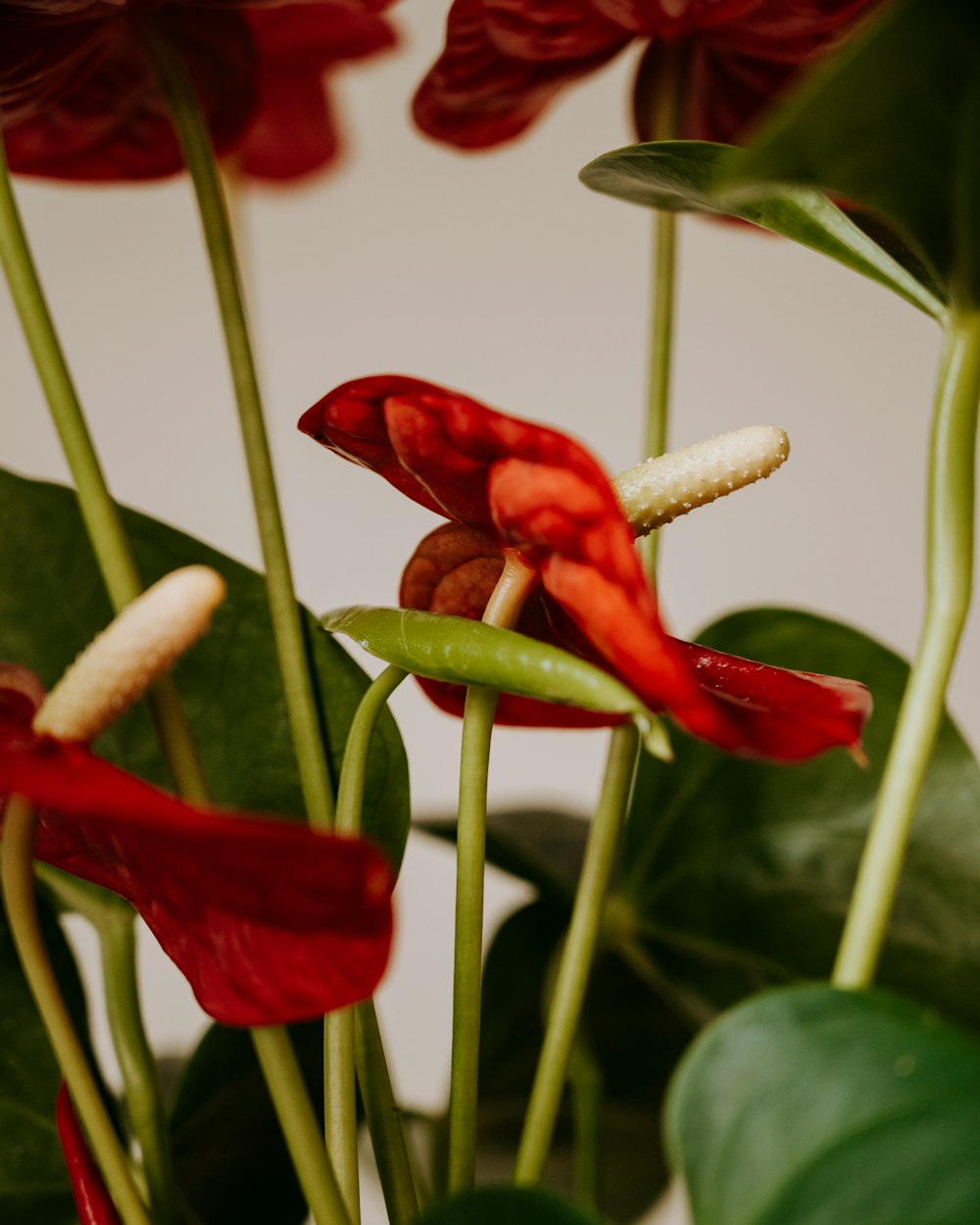 붉은 꽃이있는 식물의 클로즈업