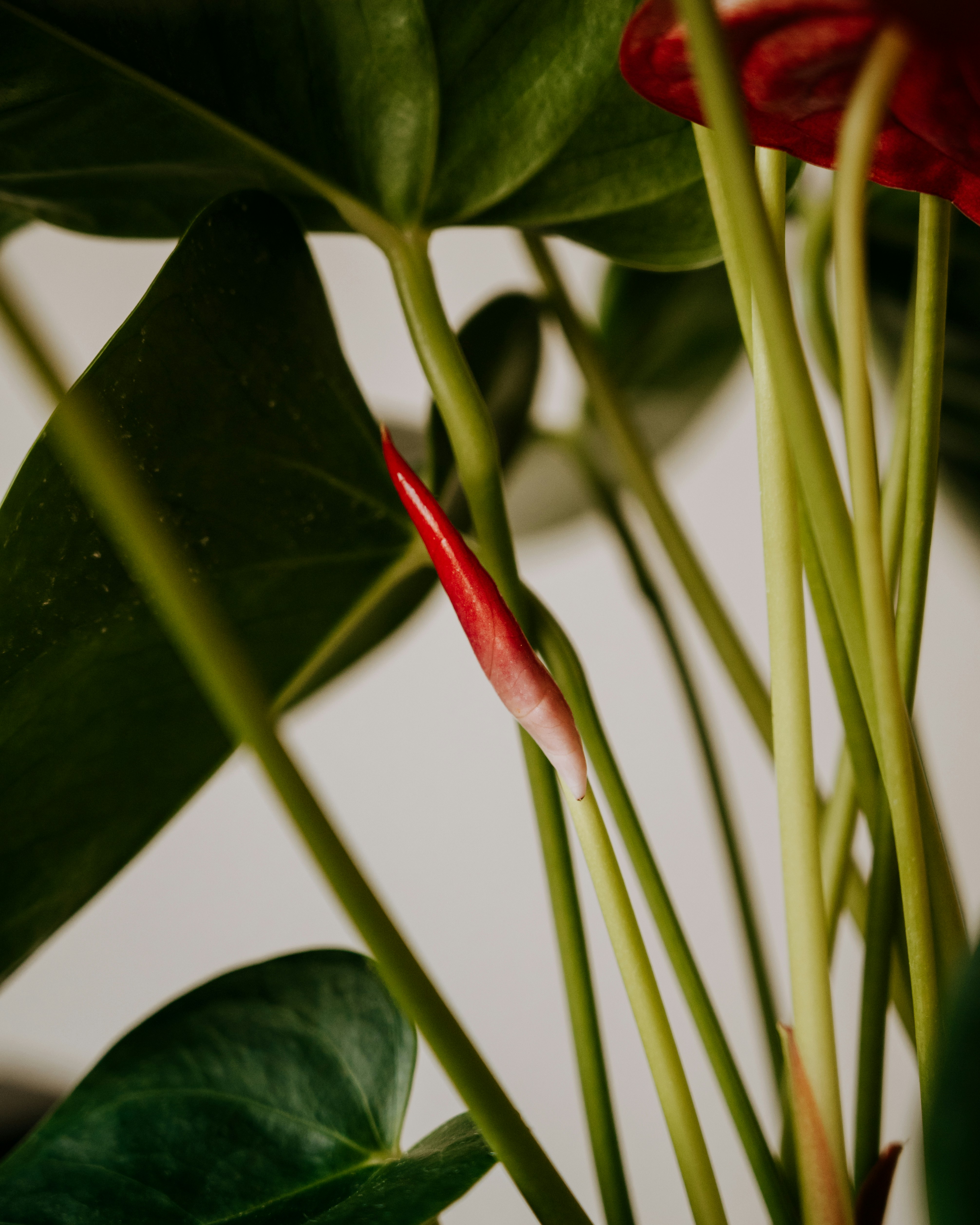 Photo by virginiaphotostories