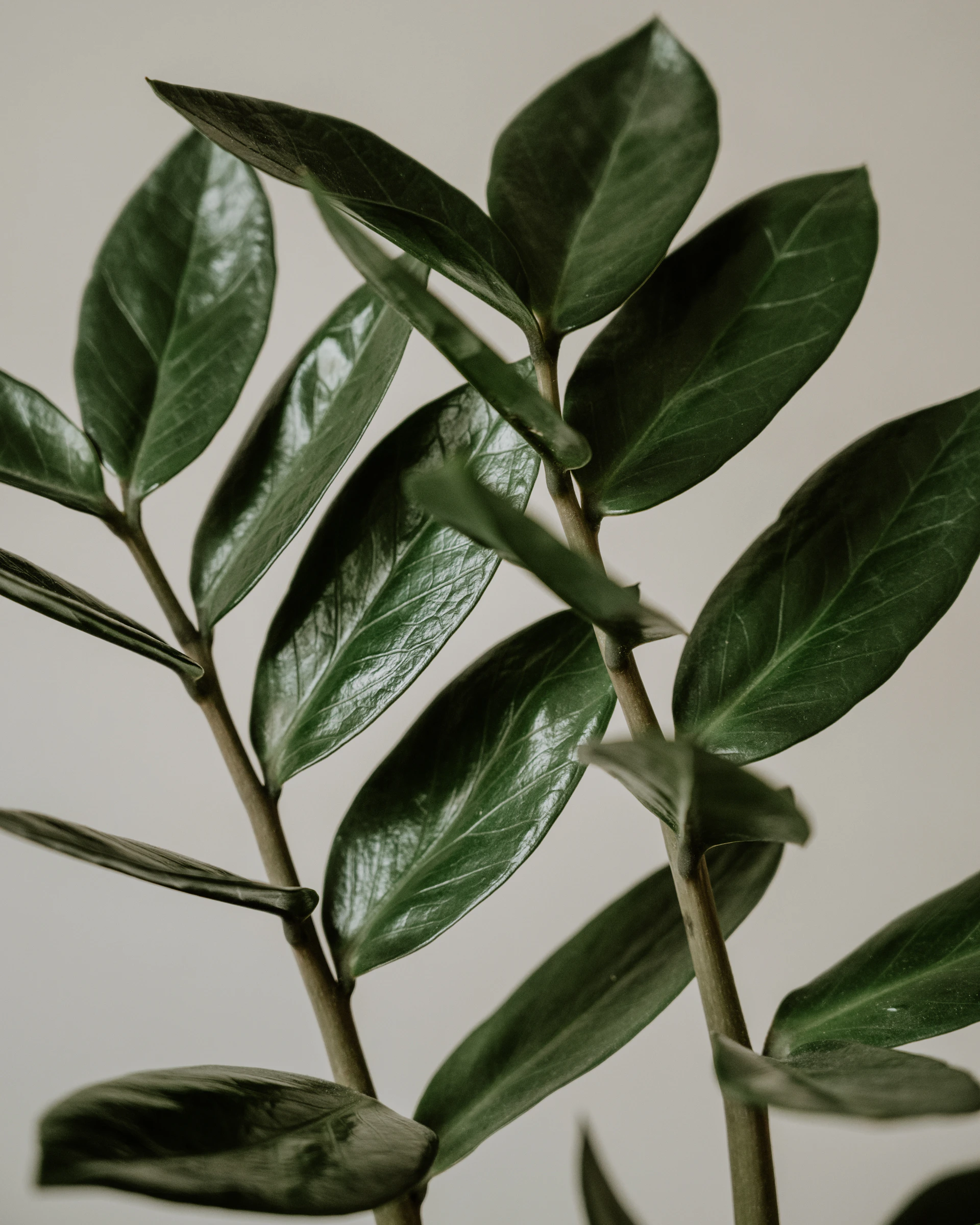 a close up of a plant with green leaves
