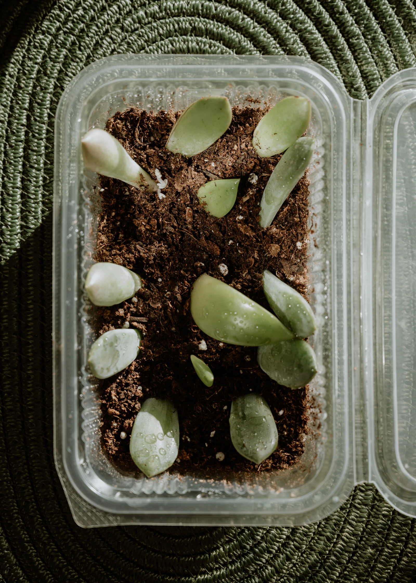 Houseplant cuttings rooting in clear glass containers on a windowsill