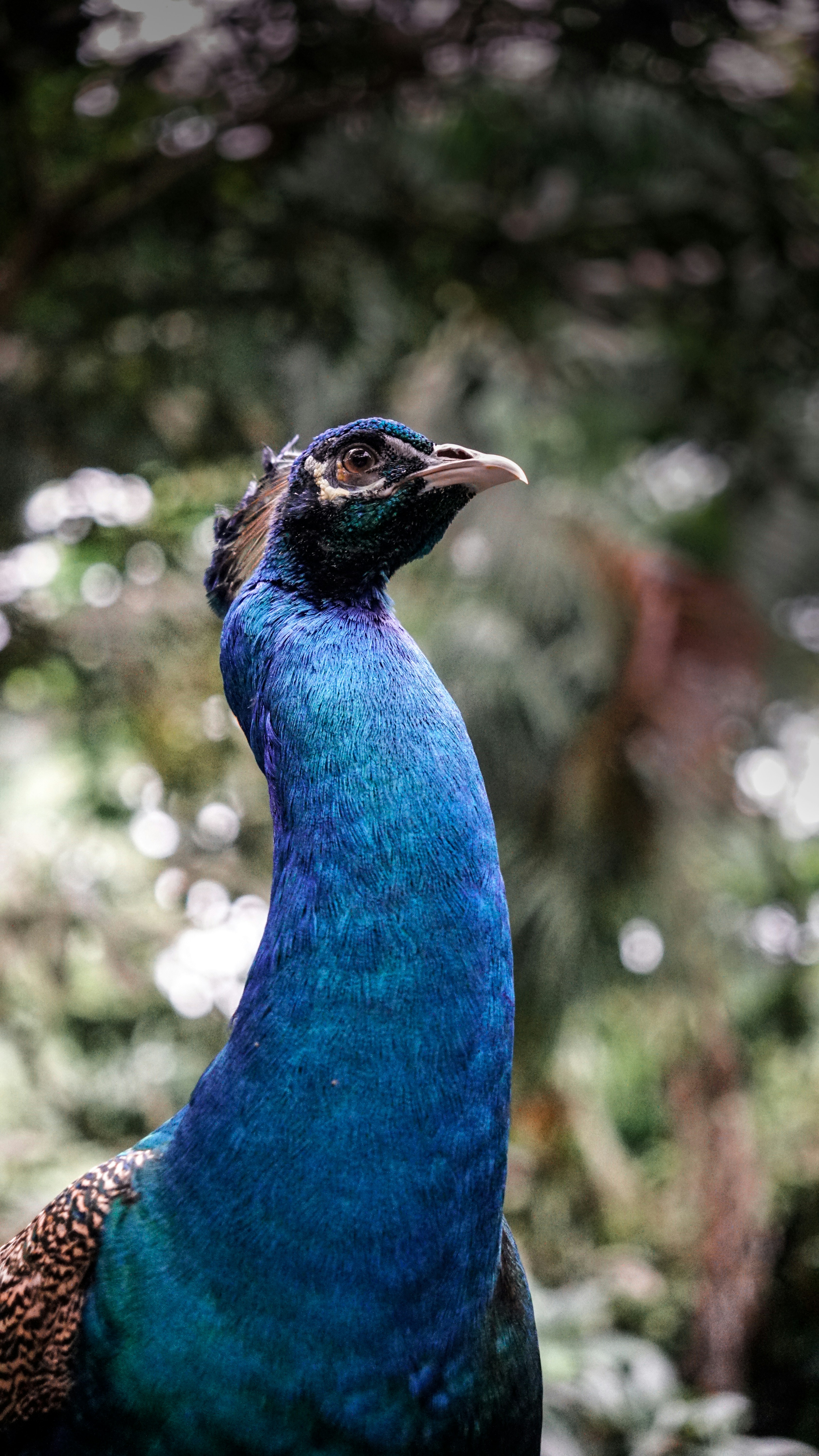 Un primo piano di un pavone con uno sfondo sfocato