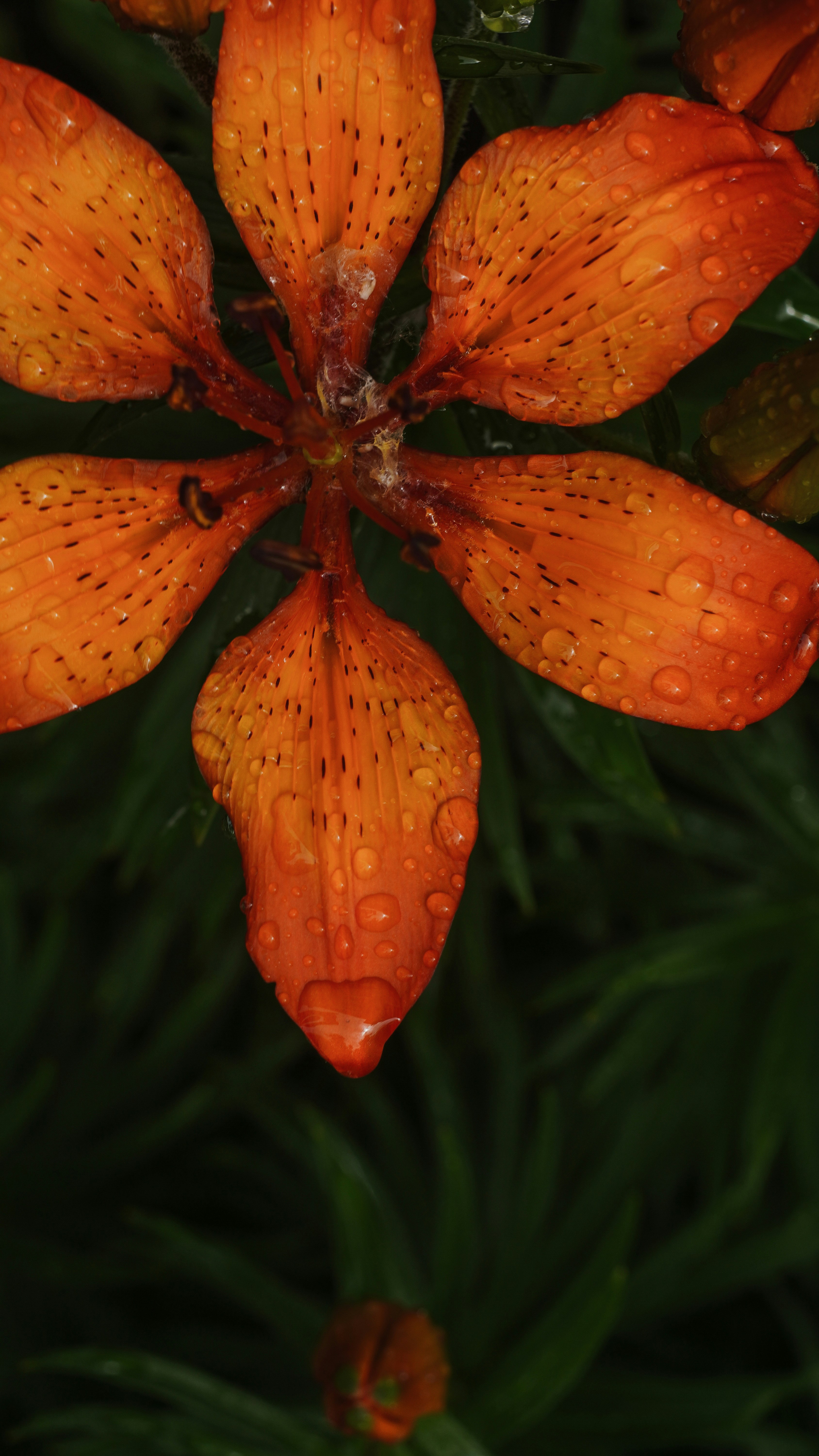 Photo by suleymanovae