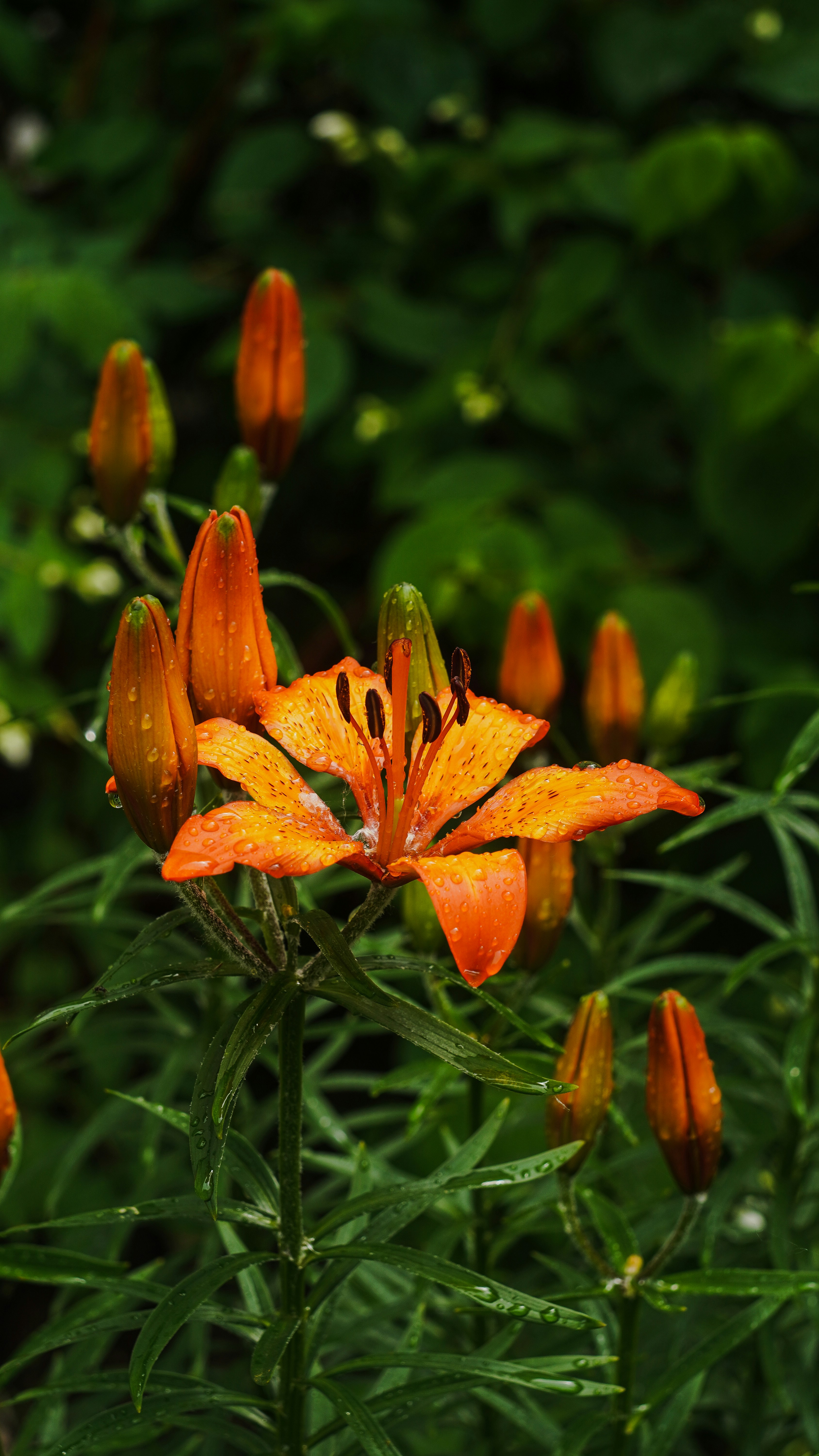 Photo by suleymanovae