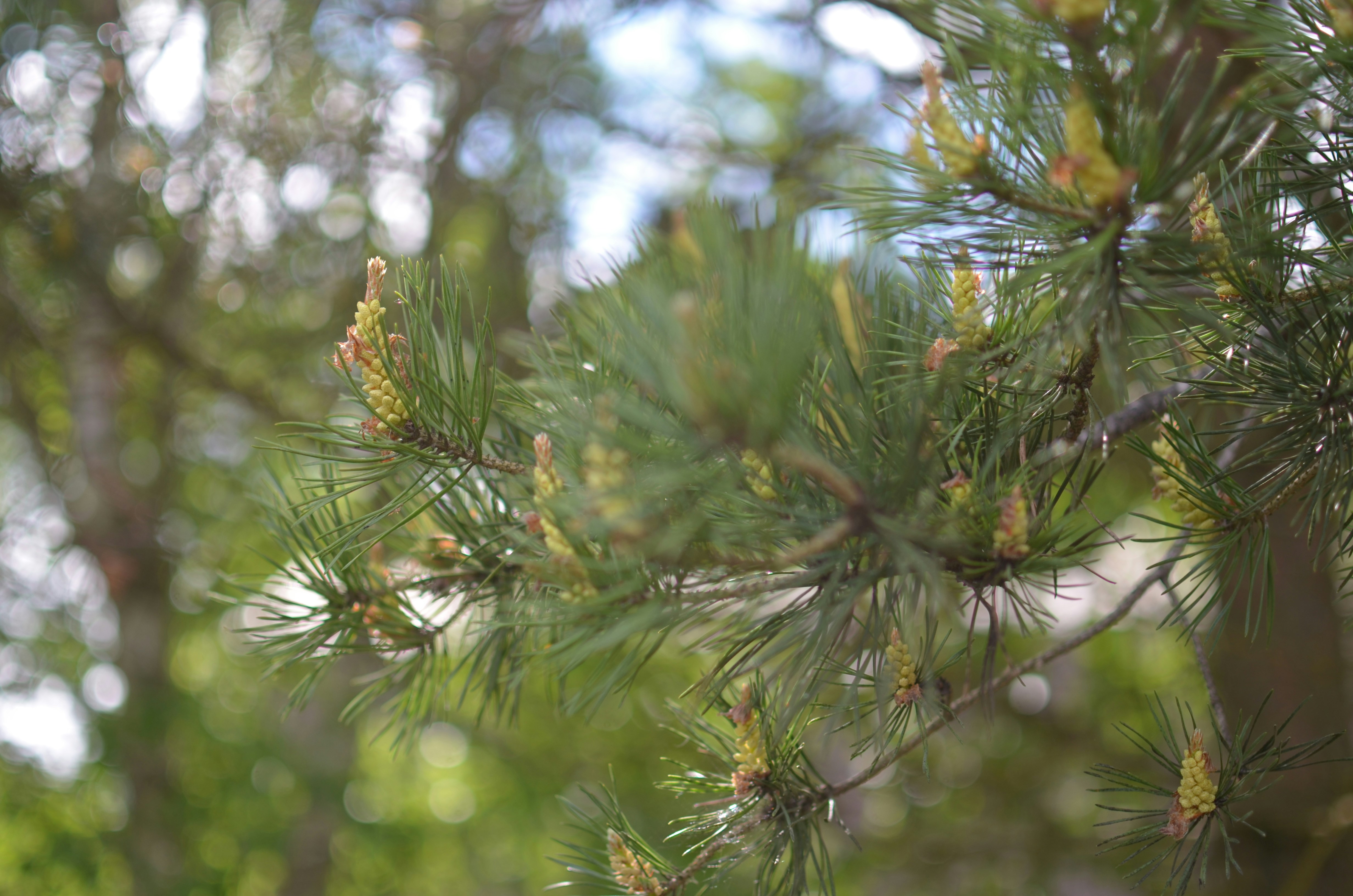 Photo by sergeybuharev