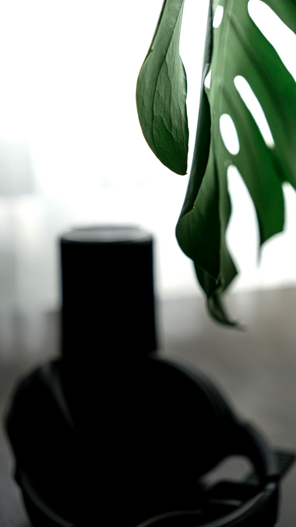 a green plant is in a black vase