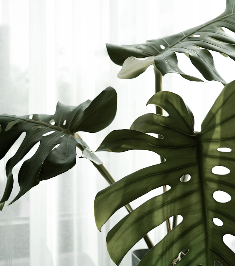 Monstera