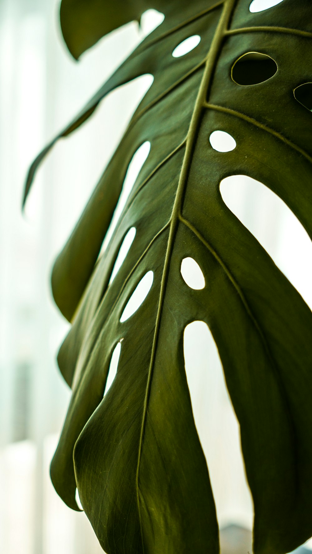 a large green leaf with holes in it