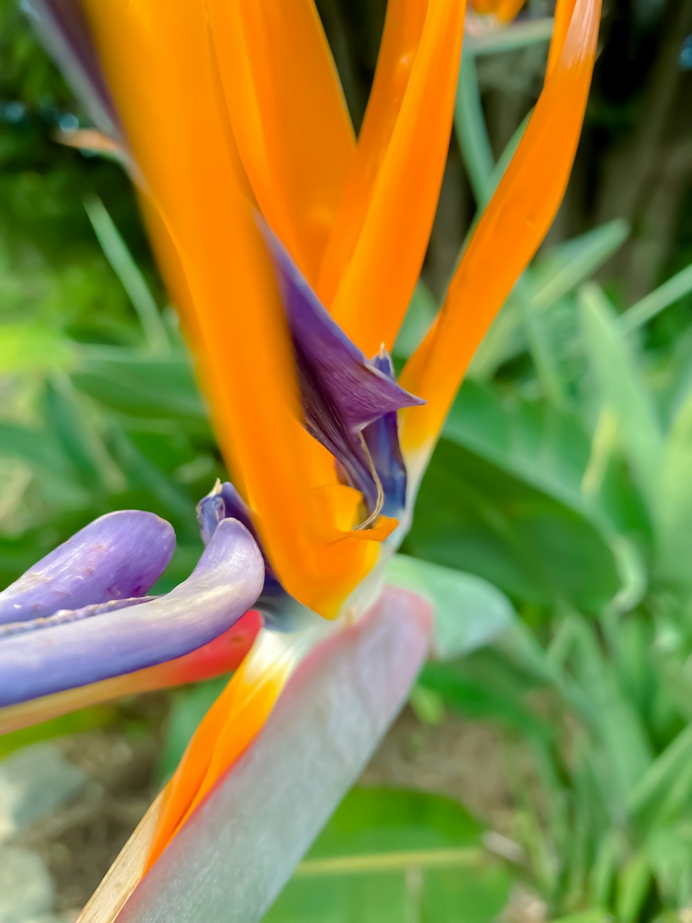 a close up of a flower with a blurry background