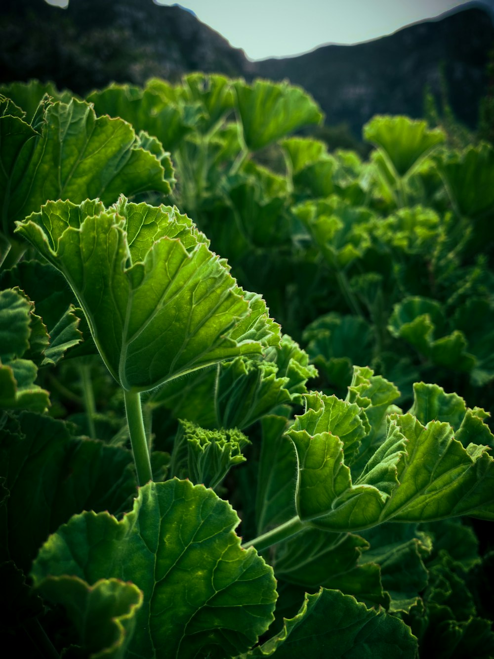 a close up of a green leafy plant with mountains in the background