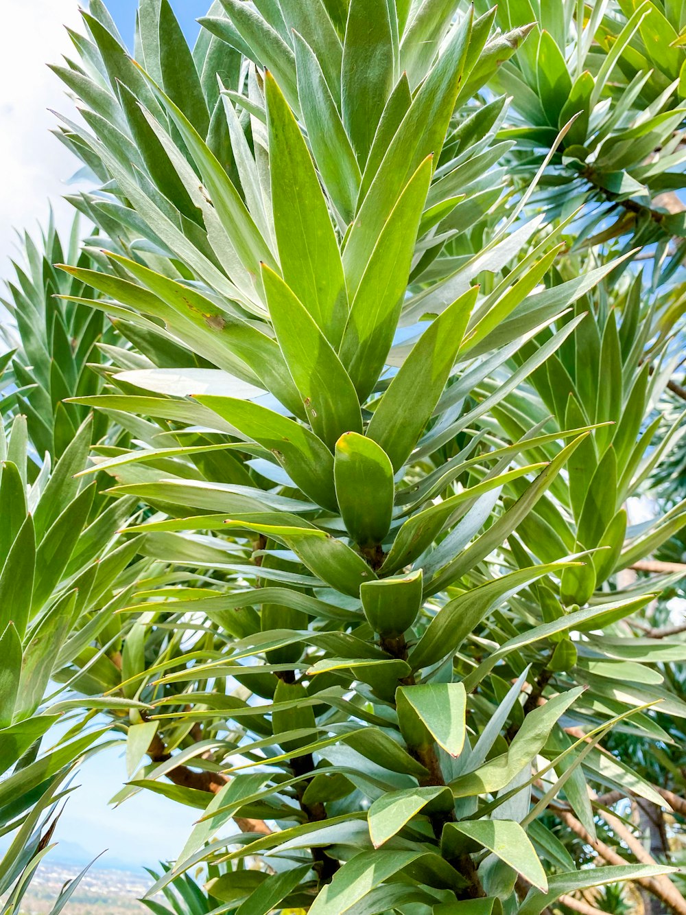 a close up of a tree with lots of leaves