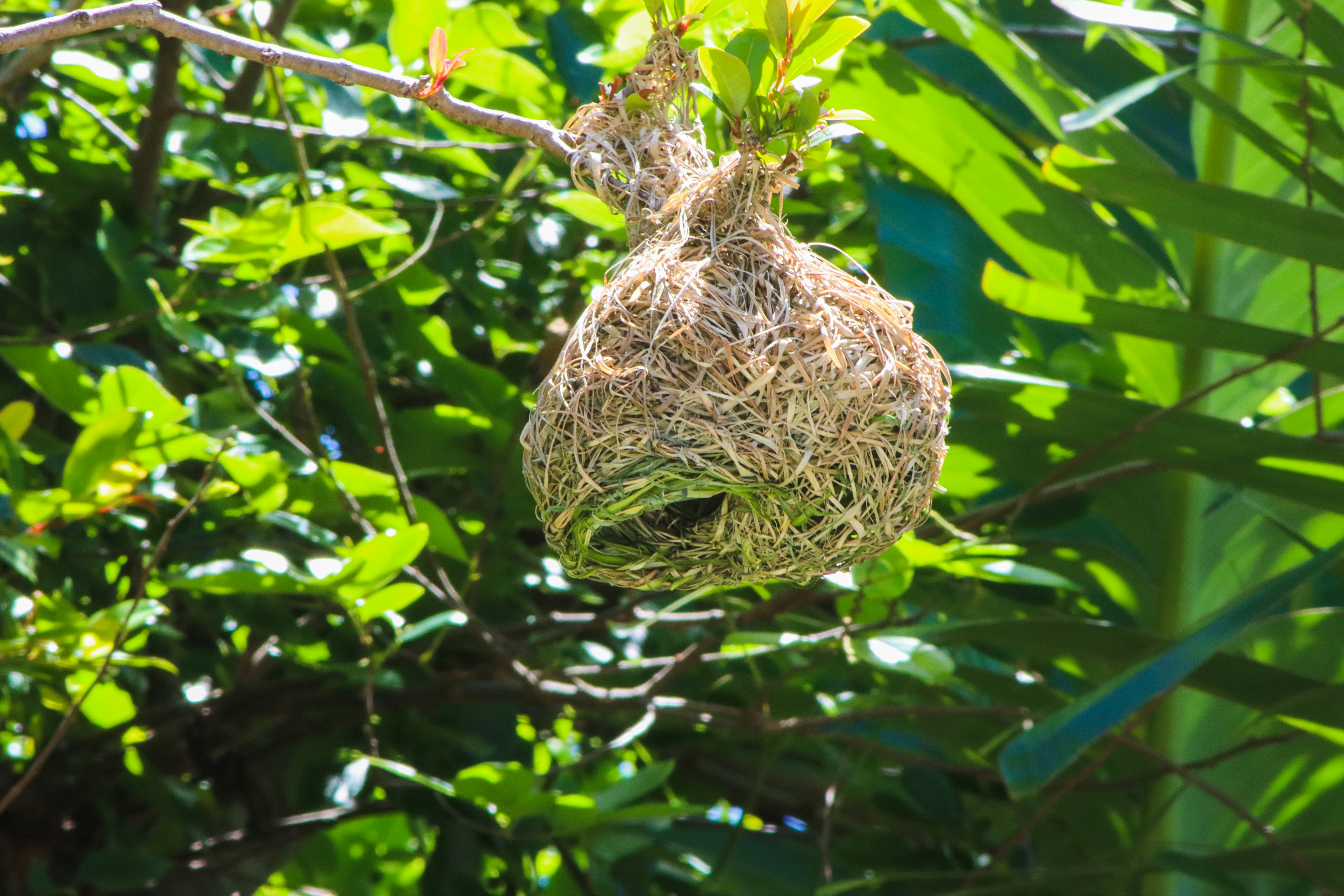 A bird nest hanging from a tree branch photo Free Image on Unsplash