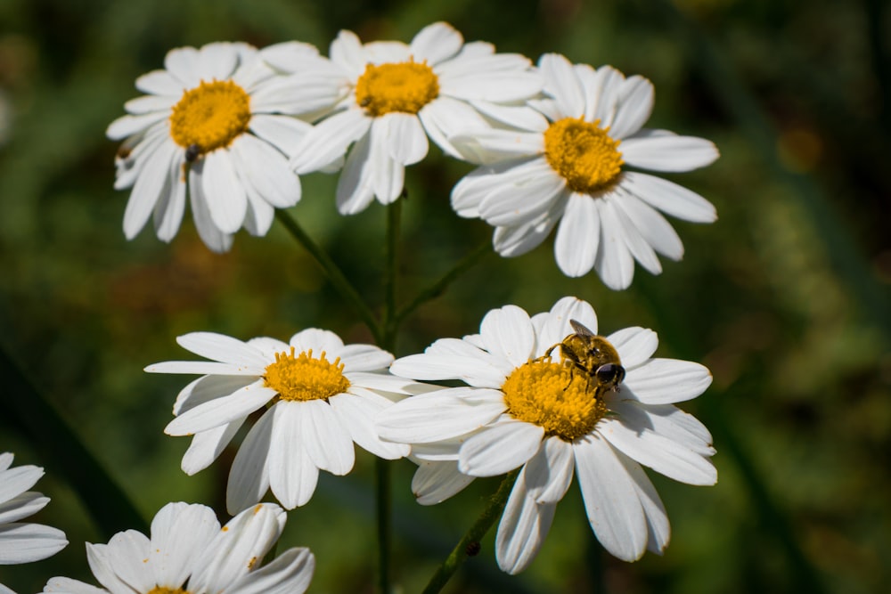 a bunch of white flowers with a bee on them