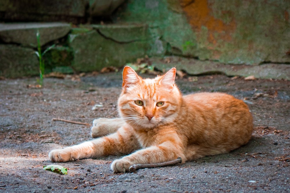 an orange tabby cat laying on the ground