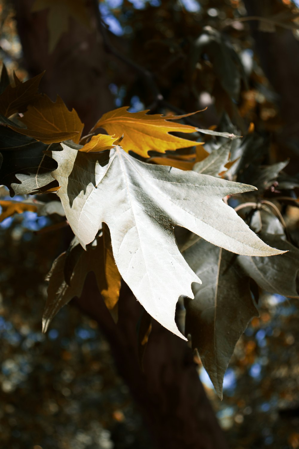 a white and yellow leaf on a tree