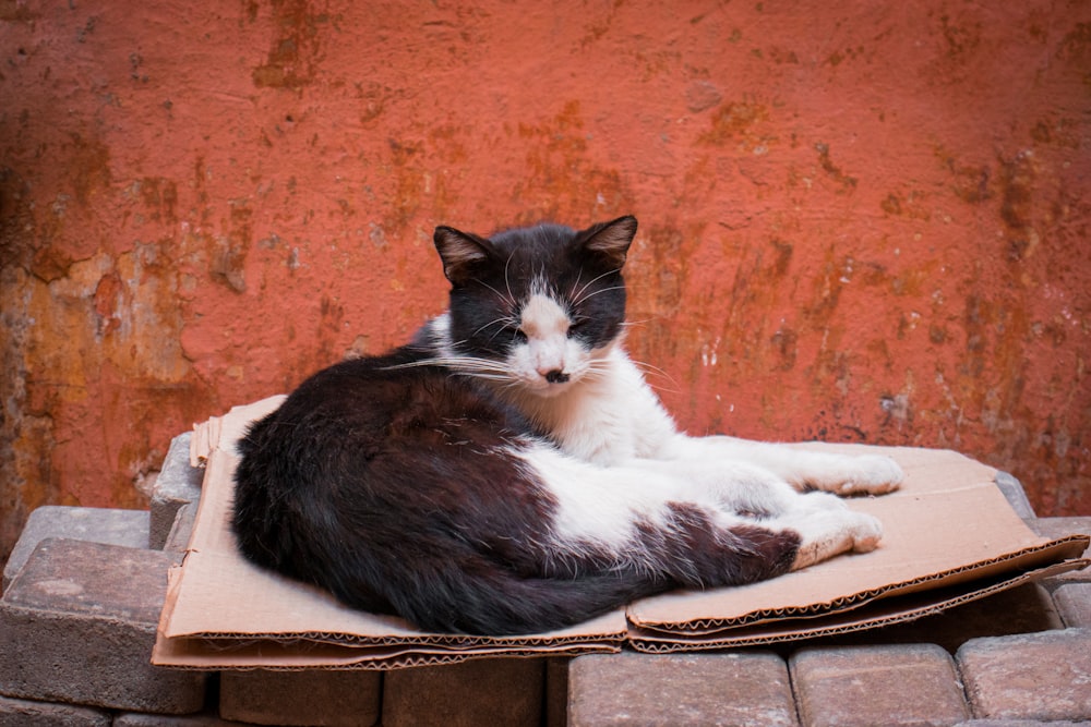 a black and white cat laying on top of a cardboard box