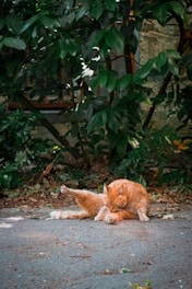An orange cat is grooming itself on a paved surface surrounded by green foliage. The cat is sitting in a relaxed posture with its head bent down, cleaning its fur. The background consists of dense green leaves and the hint of a stone wall.