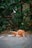 An orange cat is grooming itself on a paved surface surrounded by green foliage. The cat is sitting in a relaxed posture with its head bent down, cleaning its fur. The background consists of dense green leaves and the hint of a stone wall.