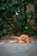 An orange cat is grooming itself on a paved surface surrounded by green foliage. The cat is sitting in a relaxed posture with its head bent down, cleaning its fur. The background consists of dense green leaves and the hint of a stone wall.