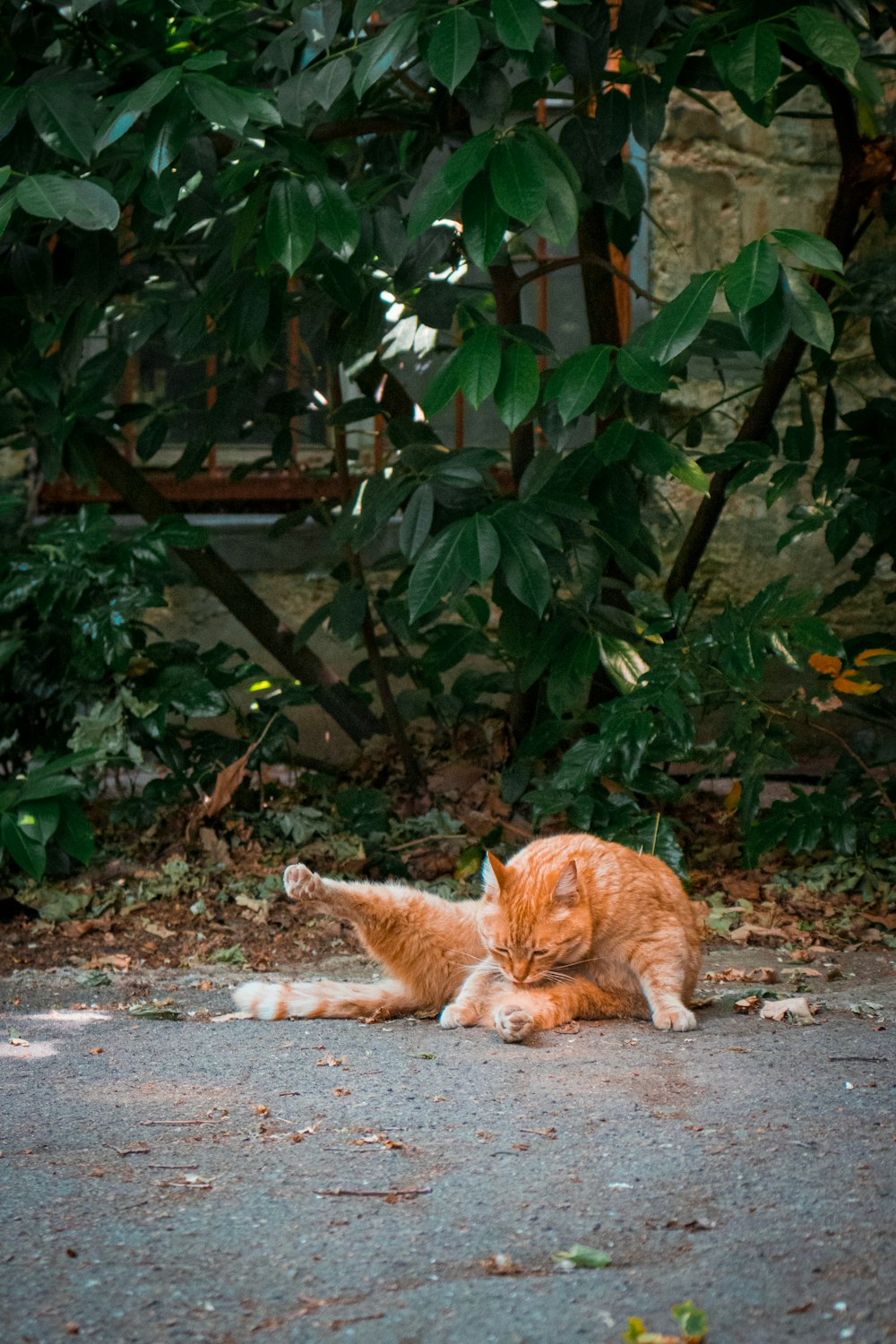 an orange cat laying on the ground next to a bush