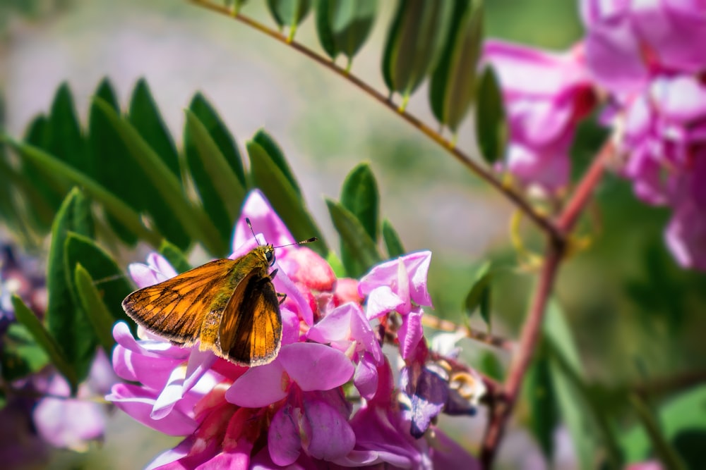 a yellow butterfly sitting on a pink flower