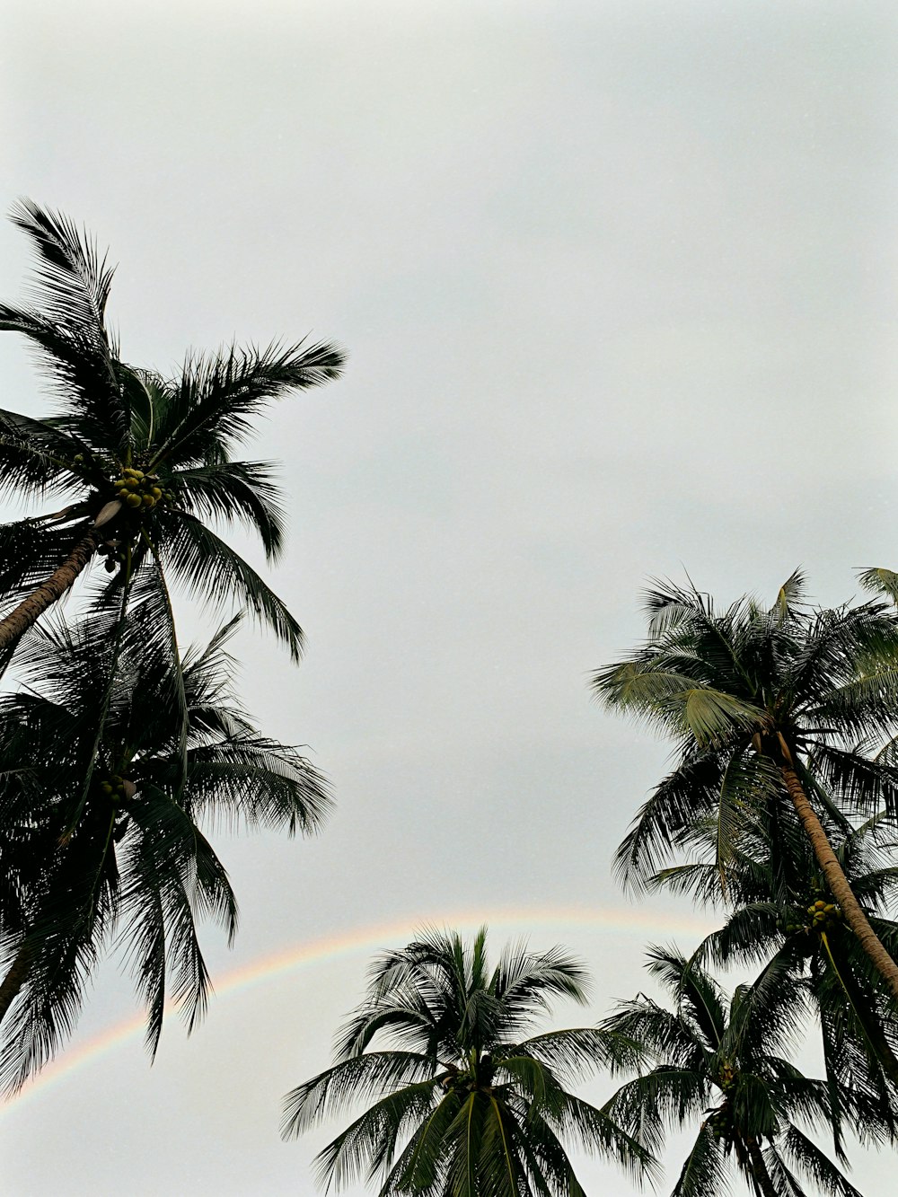 a rainbow in the sky between two palm trees