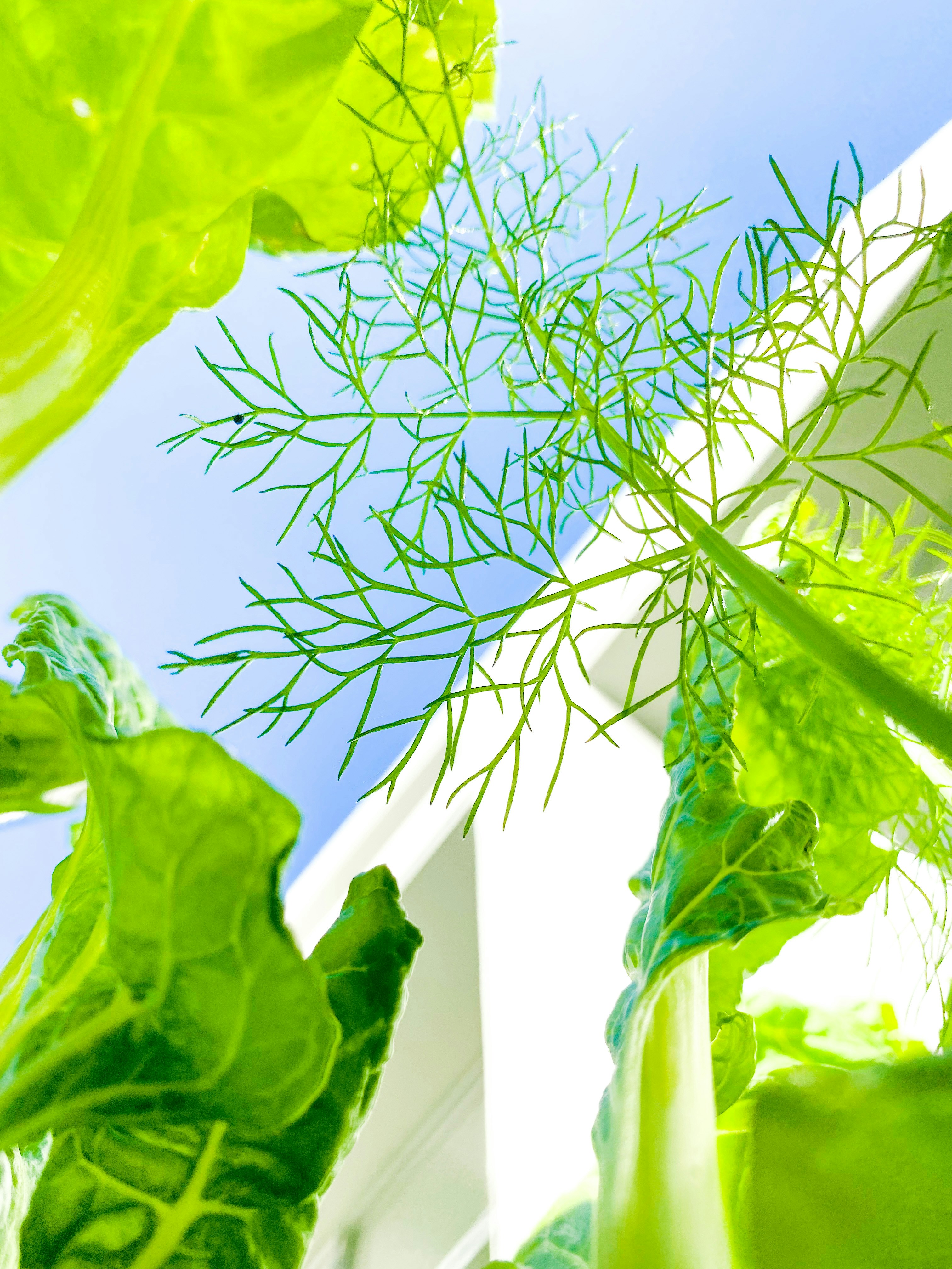 un gros plan d’une plante feuillue avec un ciel bleu en arrière-plan