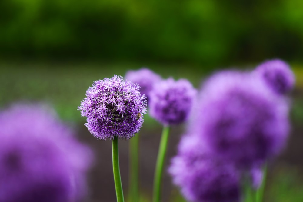 a bunch of purple flowers in a field