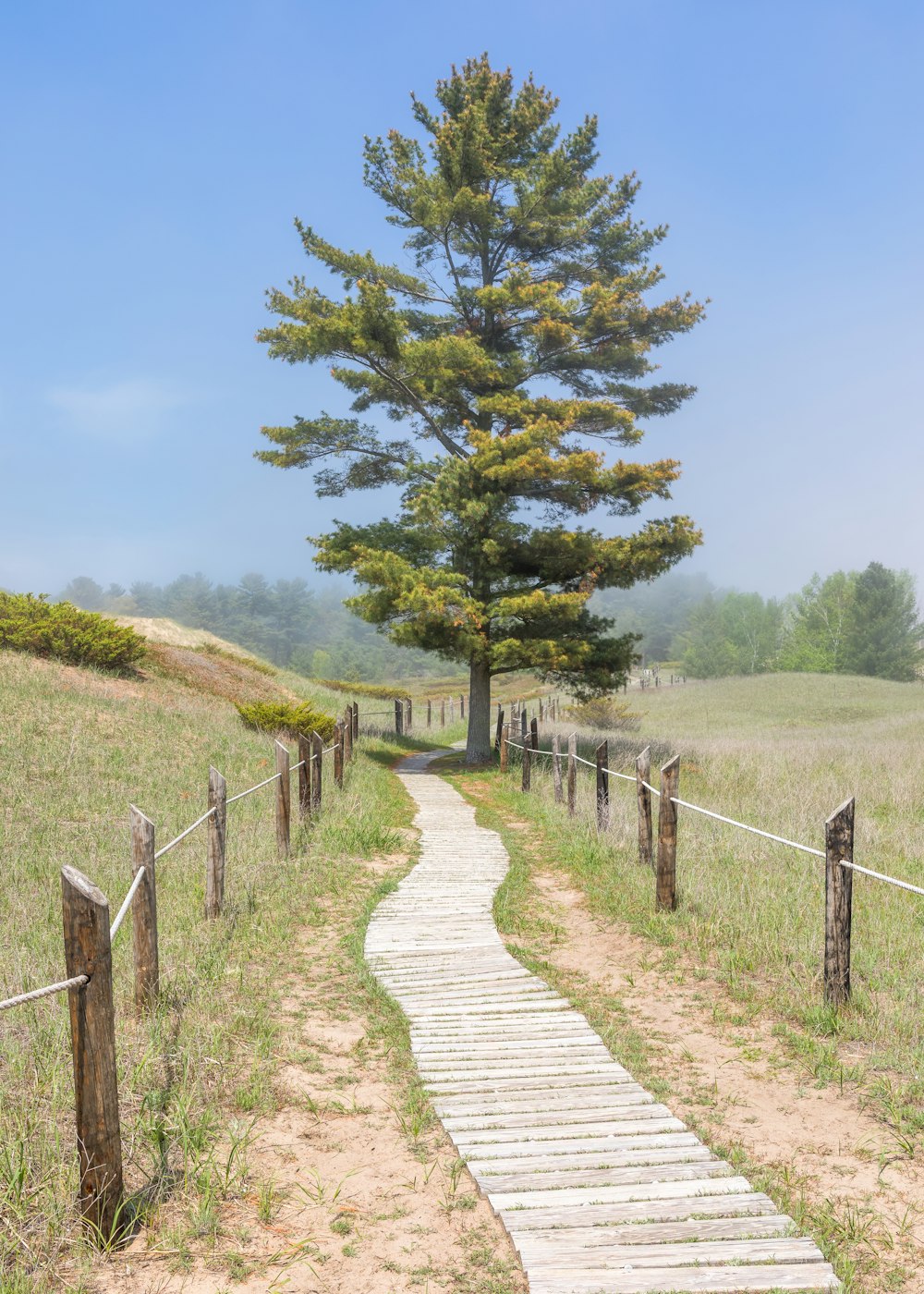 a path with trees on the side of a dirt field