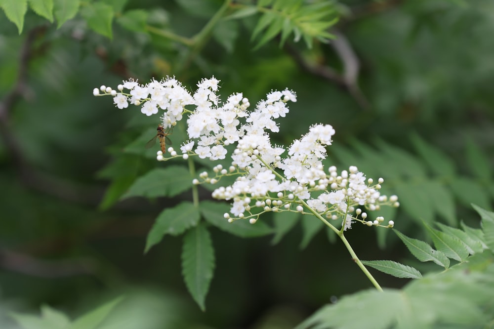 a close up of a white flower on a tree