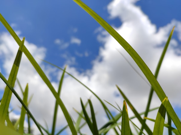 a close up of some green grass with a blue sky in the background