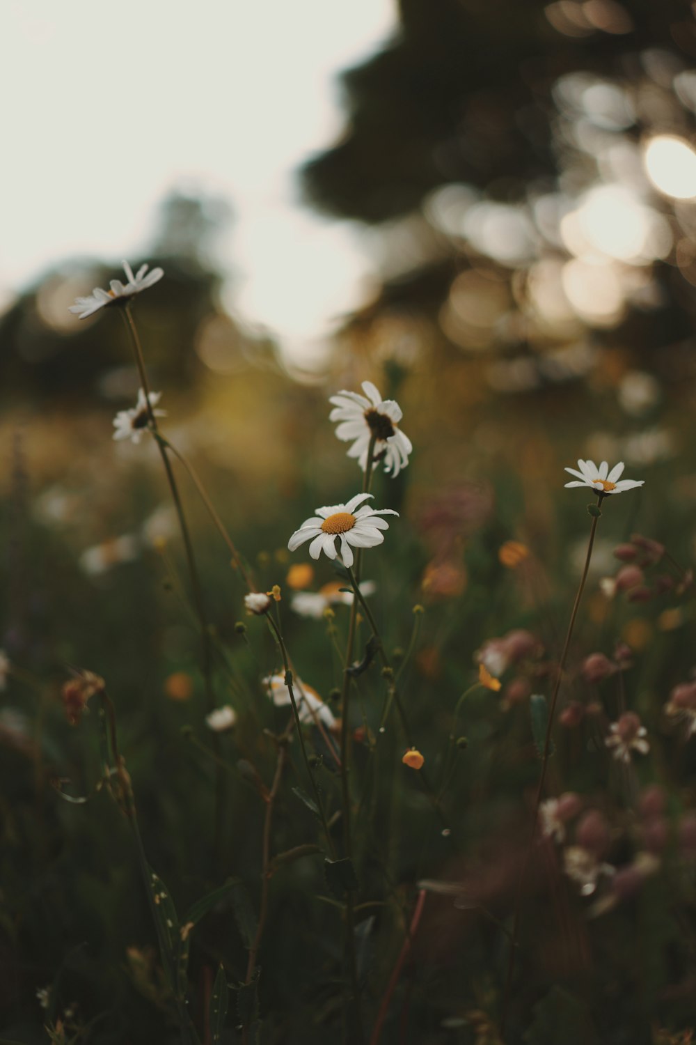 a field full of white daisies in the sunlight