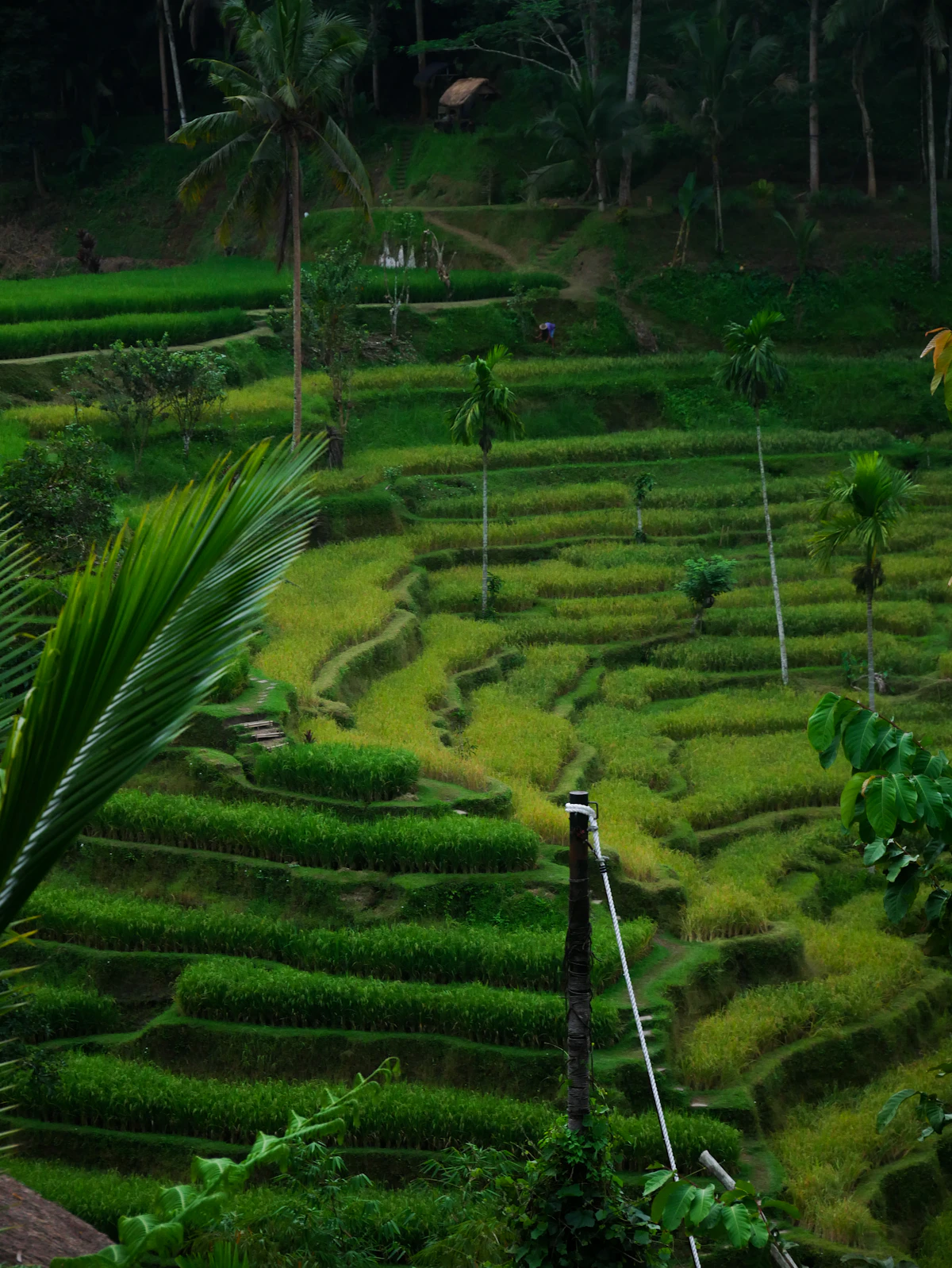 Scenic highlights of Tegallalang Sunrise Valley Trek & Subak System Discovery in Tegallalang, Ubud