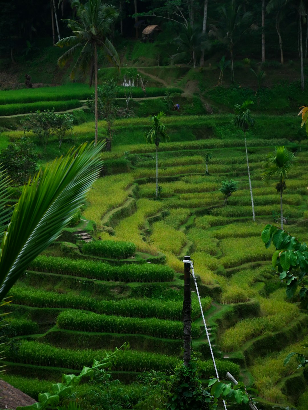 Highland photo spot Ubud Klungkung