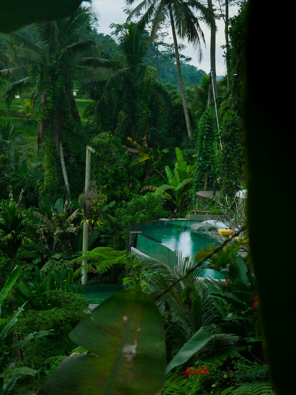 a pool surrounded by lush vegetation and palm trees