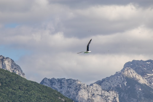 A majestic Andean condor soaring over rugged mountain peaks at sunrise.
