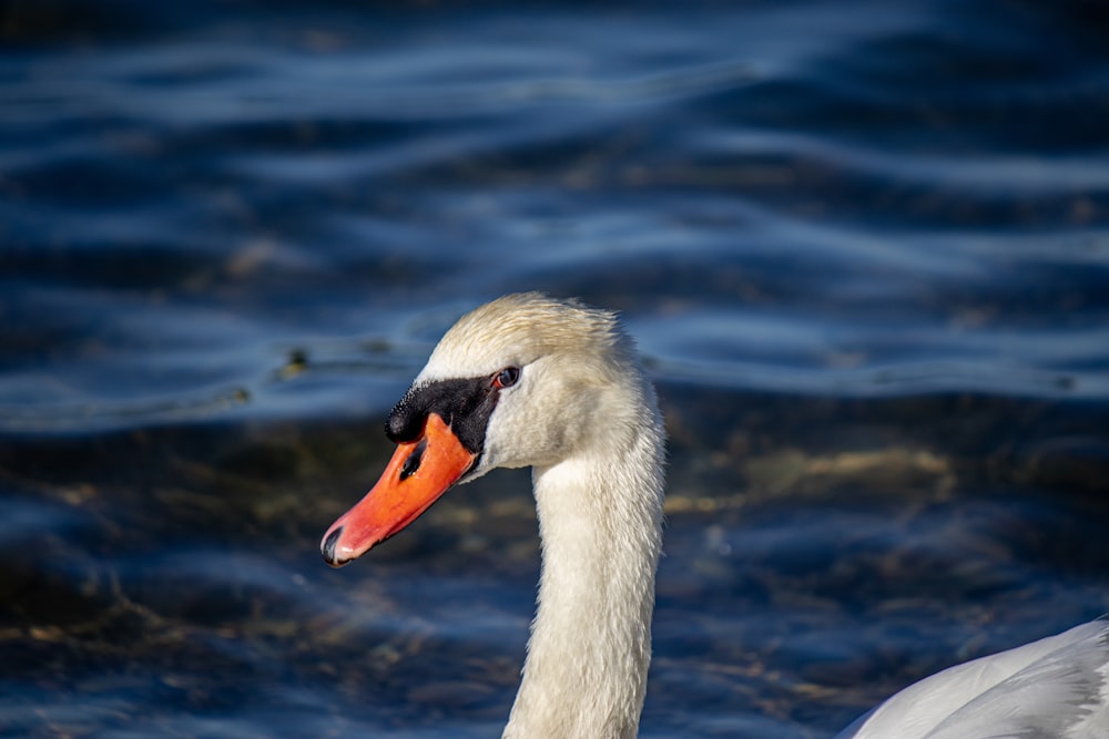 a white swan with an orange beak swimming in the water