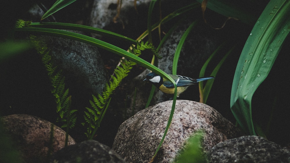 a bird sitting on a rock in the grass