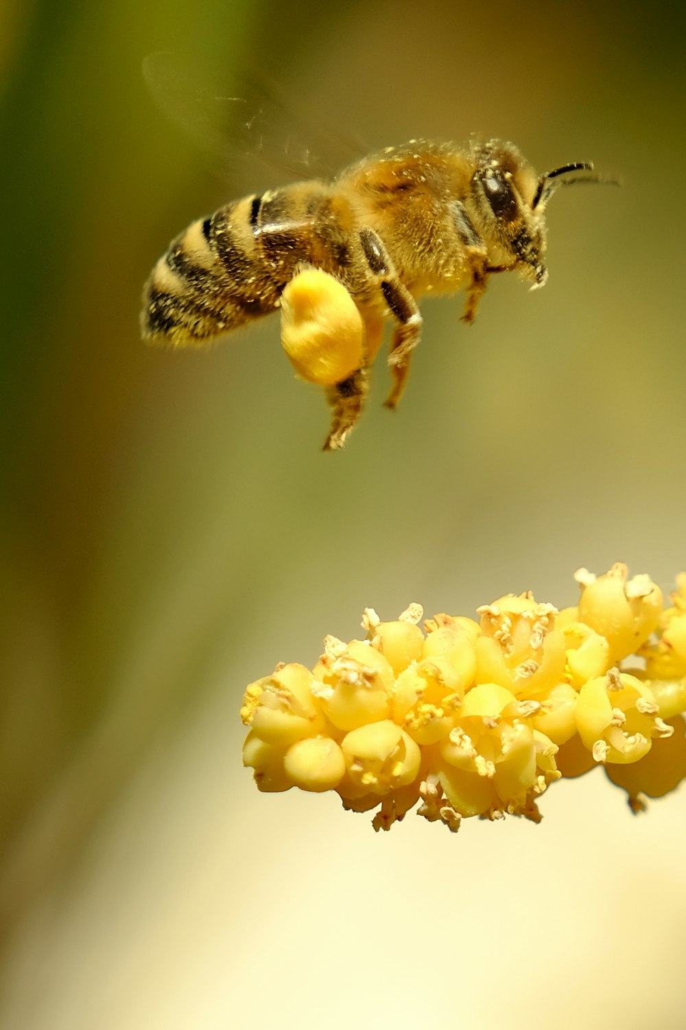 Una abeja volando sobre una flor amarilla