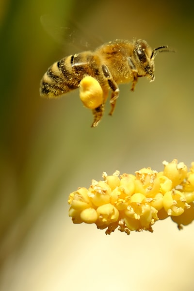 a flying honeybee covered in yellon pollen debris and caring a giant chunk of pollen is hovering over a bright yellow plant