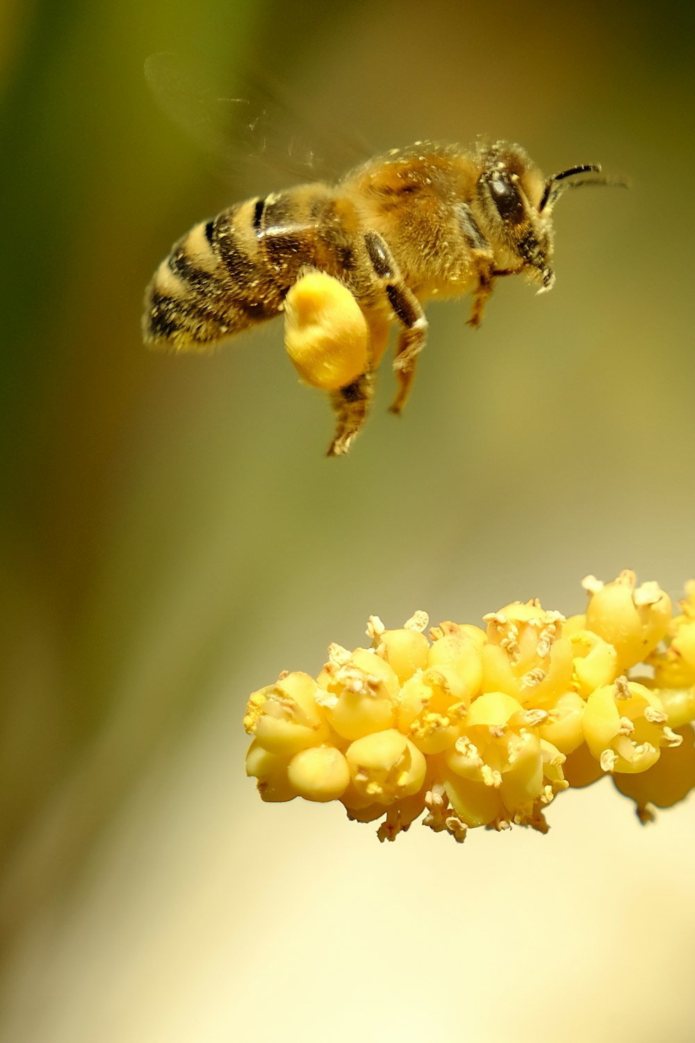 a bee flying over a yellow flower
