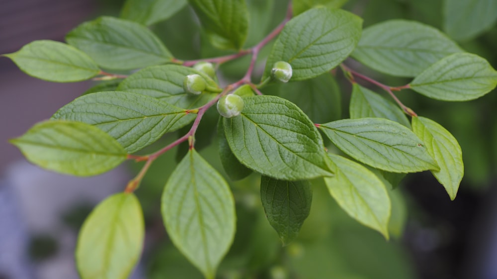 a close up of a green leafy plant