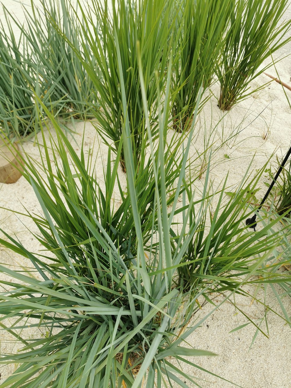 a close up of a plant on a sandy surface