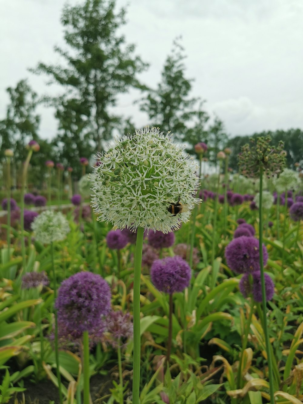 a field full of purple and white flowers